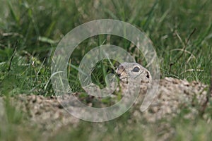 European ground squirrel (Spermophilus citellus)Czech Republic