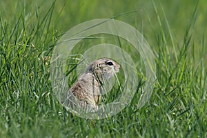 European ground squirrel (Spermophilus citellus)Czech Republic