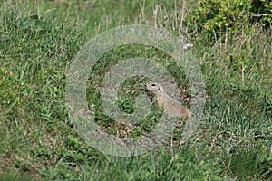 European ground squirrel (Spermophilus citellus)Czech Republic