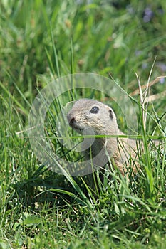 European ground squirrel (Spermophilus citellus)Czech Republic