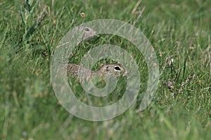 European ground squirrel (Spermophilus citellus)Czech Republic