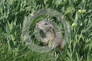 European ground squirrel (Spermophilus citellus)Czech Republic