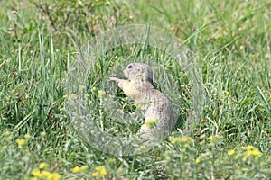 European ground squirrel (Spermophilus citellus)Czech Republic