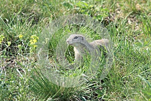 European ground squirrel (Spermophilus citellus)Czech Republic