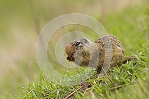European ground squirrel Spermophilus citellus