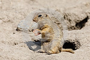 European ground squirrel Spermophilus citellus