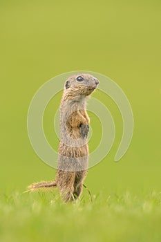 European ground squirrel, spermophilus citellus, european souslik