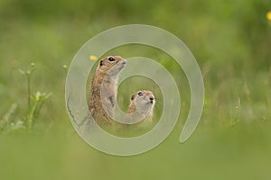 European ground squirrel, spermophilus citellus, european souslik