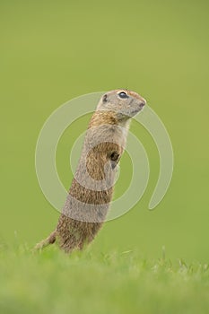 European ground squirrel, spermophilus citellus, european souslik