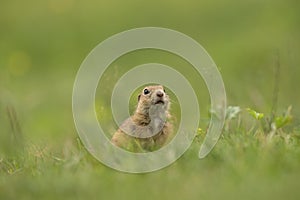 European ground squirrel, spermophilus citellus, european souslik