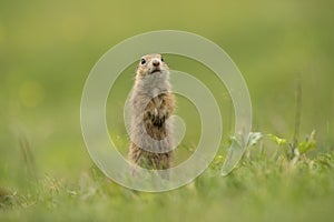 European ground squirrel, spermophilus citellus, european souslik