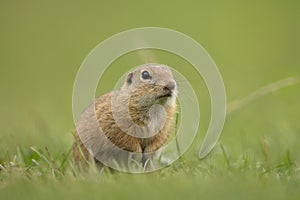 European ground squirrel, spermophilus citellus, european souslik