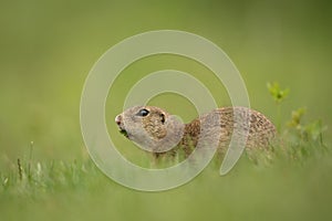 European ground squirrel, spermophilus citellus, european souslik