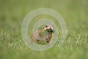 European ground squirrel, spermophilus citellus, european souslik