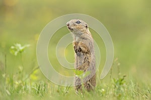 European ground squirrel, spermophilus citellus, european souslik