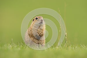 European ground squirrel, spermophilus citellus, european souslik