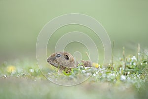 European ground squirrel, spermophilus citellus, european souslik