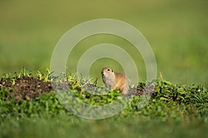 European ground squirrel, spermophilus citellus, european souslik
