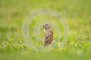 European ground squirrel, spermophilus citellus, european souslik