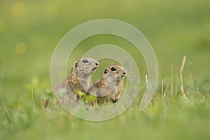 Sysel evropský, spermophilus citellus, syslík evropský