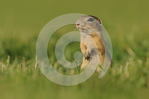 European ground squirrel - Spermophilus citellus in the grass, green background