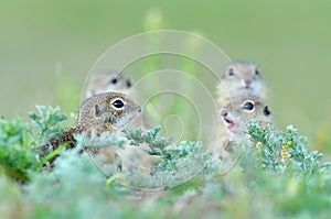 European ground squirrel (Spermophilus citellus) - juvenile