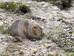 European ground squirrel, Spermophilus citellus, lives in colonies in the wild and is threatened with extinction