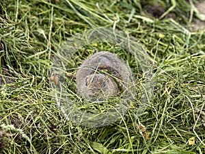 European ground squirrel, Spermophilus citellus, lives in colonies in the wild and is threatened with extinction