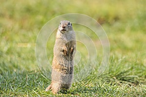 European ground squirrel Spermophilus citellus look for wheat