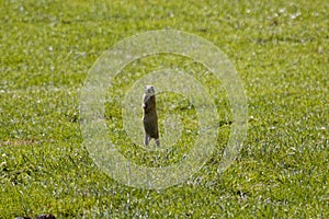 European ground squirrel, Spermophilus citellus, on a meadow