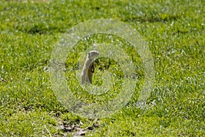 European ground squirrel, Spermophilus citellus, on a meadow