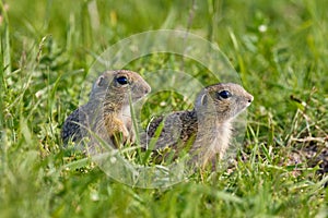 European ground squirrel (Spermophilus citellus) in natural habitat