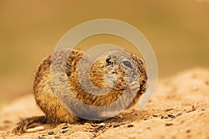 European ground squirrel (Spermophilus citellus) photographed close up