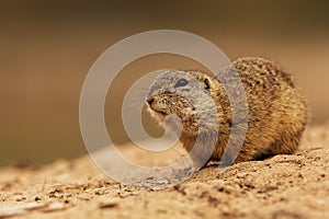 European ground squirrel Spermophilus citellus is a piece of the body still in the hole