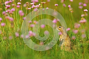 European Ground Squirrel, Spermophilus citellus, sitting in the green grass with pink flower bloom during summer, detail animal po