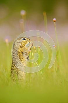 European Ground Squirrel, Spermophilus citellus, sitting in the green grass with pink flower bloom during summer, detail animal po