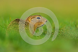 European Ground Squirrel, Spermophilus citellus, sitting in the green grass during summer, detail animal portrait, Czech Republic