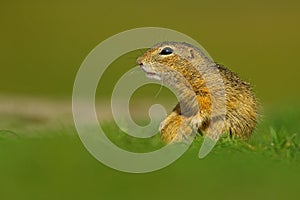 European Ground Squirrel, Spermophilus citellus, sitting in the green grass during summer, detail animal portrait, Czech Republic