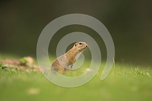 European ground squirrel, spermophilus citellus, european souslik