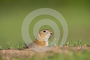 European ground squirrel, spermophilus citellus, european souslik