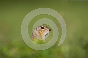 European ground squirrel, spermophilus citellus, european souslik