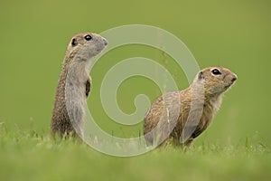 Sysel európsky, spermophilus citellus, syseľ európsky