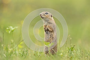 Sysel európsky, spermophilus citellus, syseľ európsky