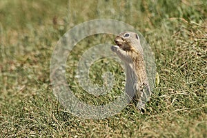 European ground squirrel. Spermophilus citellus standing in the grass