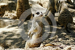 European ground squirrel (spermophilus citellus, suslik, gopher)