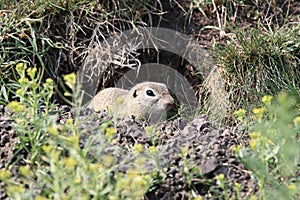 European ground squirrel Spermophilus citellusCzech Republic