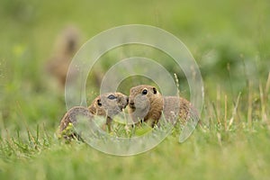 Sysel evropský, spermophilus citellus, syslík evropský