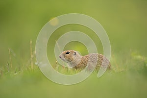 Sysel evropský, spermophilus citellus, syslík evropský