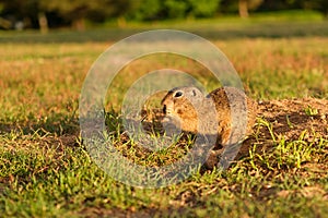 European ground squirrel standing in the field. Wildlife scene from nature.