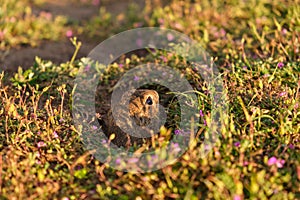 European ground squirrel standing in the field. Wildlife scene from nature.